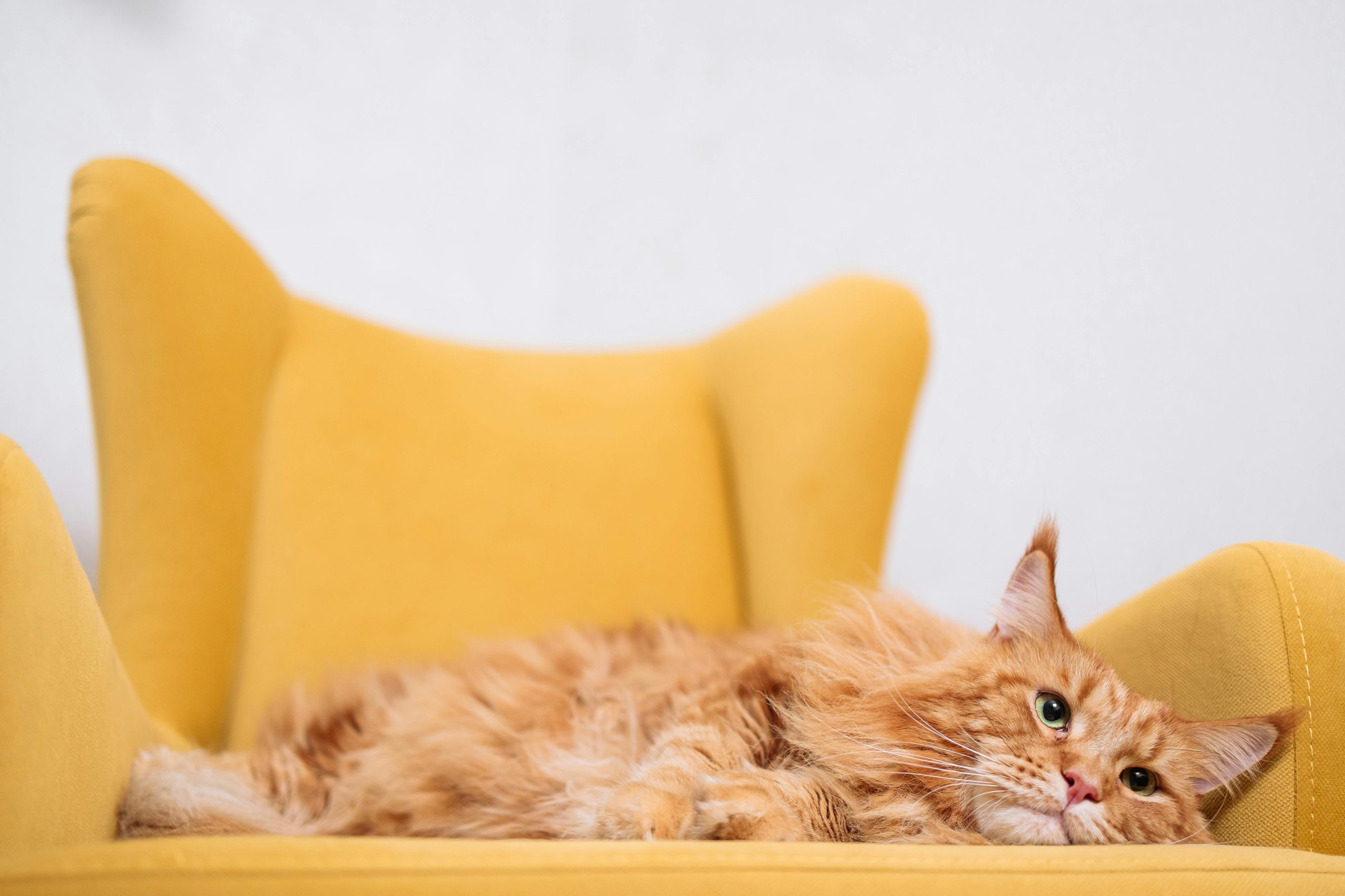 Purebred Maine Coon Kittens for Sale Oakland – Discover Amore Cattery